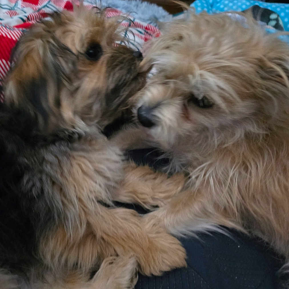 Sir Buffalo Brooklyn joined the competition — help win amazing prizes! adorable, animal, blanket, canine, closeup, companion, cuddle, cute, dog, domestic, fluffy, friendship, fur, indoors, pet, playful, puppy, resting, snuggle, young