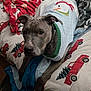 animal, bed, blanket, canine, cozy, cute, dog, fabric, fur, gray_dog, holiday, indoor, pattern, pet, red_truck, relaxed, resting, snowman, sweater, winter