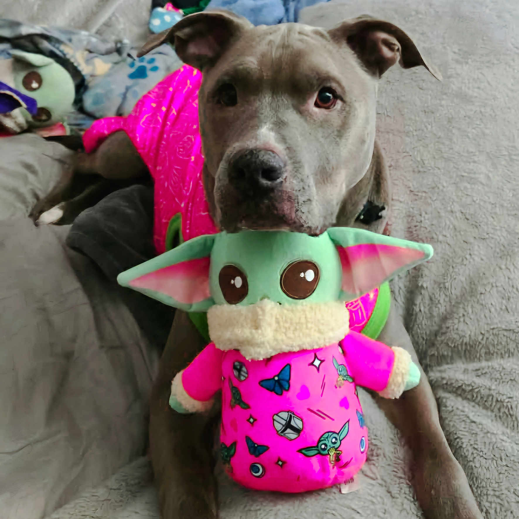 Deegan joined the competition — help win amazing prizes! animal, bulldog, canine, clothing, couch, cushion, dog, furniture, hat, homedecor, hound, labradorretriever, pet, pillow, pitbull, plush, pointer, puppy, terrier, toy