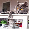 Potiron a rejoint le concours — aidez-le/la à gagner de superbes lots ! cat, gray_cat, amber_eyes, furry, whiskers, ears, paw, lying_down, relaxed, shelf, indoor, home_decor, white_furniture, ornate_vase, potted_plant, flowers, red_roses, living_room, portrait, pet