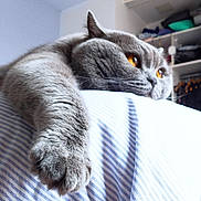Potiron participe au concours pour gagner de l'argent avec cette photo : cat, gray_cat, feline, pet, animal, golden_eyes, whiskers, paw, fur, short_hair, lying_down, sleeping, bed, blanket, striped_fabric, bedroom, indoor, close_up, relaxed, cute