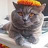 Potiron a rejoint le concours — aidez-le/la à gagner de superbes lots ! cat, gray_cat, pumpkin_hat, crocheted_hat, autumn, pet, animal, close_up, portrait, orange, green, eyes, whiskers, ears, paws, sitting, windowsill, indoor, window, cozy