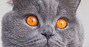 Potiron a rejoint le concours — aidez-le/la à gagner de superbes lots ! cat, gray_cat, close_up, portrait, amber_eyes, orange_eyes, whiskers, fur, feline, animal, pet, ears, nose, muzzle, face, staring, indoor, photography, symmetrical, dramatic_eyes