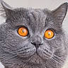 cat, gray_cat, close_up, portrait, amber_eyes, orange_eyes, whiskers, fur, feline, animal, pet, ears, nose, muzzle, face, staring, indoor, photography, symmetrical, dramatic_eyes