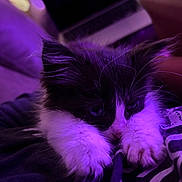 Espeon is registered to the contest to win money with this photo: animal, black_and_white, cat, close_up, cozy, cute, domestic_cat, fluffy, fur, indoor, kitten, paws, pet, purple_light, relaxed, resting, sleepy, soft, whiskers, young