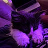 animal, black_and_white, cat, close_up, cozy, cute, domestic_cat, fluffy, fur, indoor, kitten, paws, pet, purple_light, relaxed, resting, sleepy, soft, whiskers, young