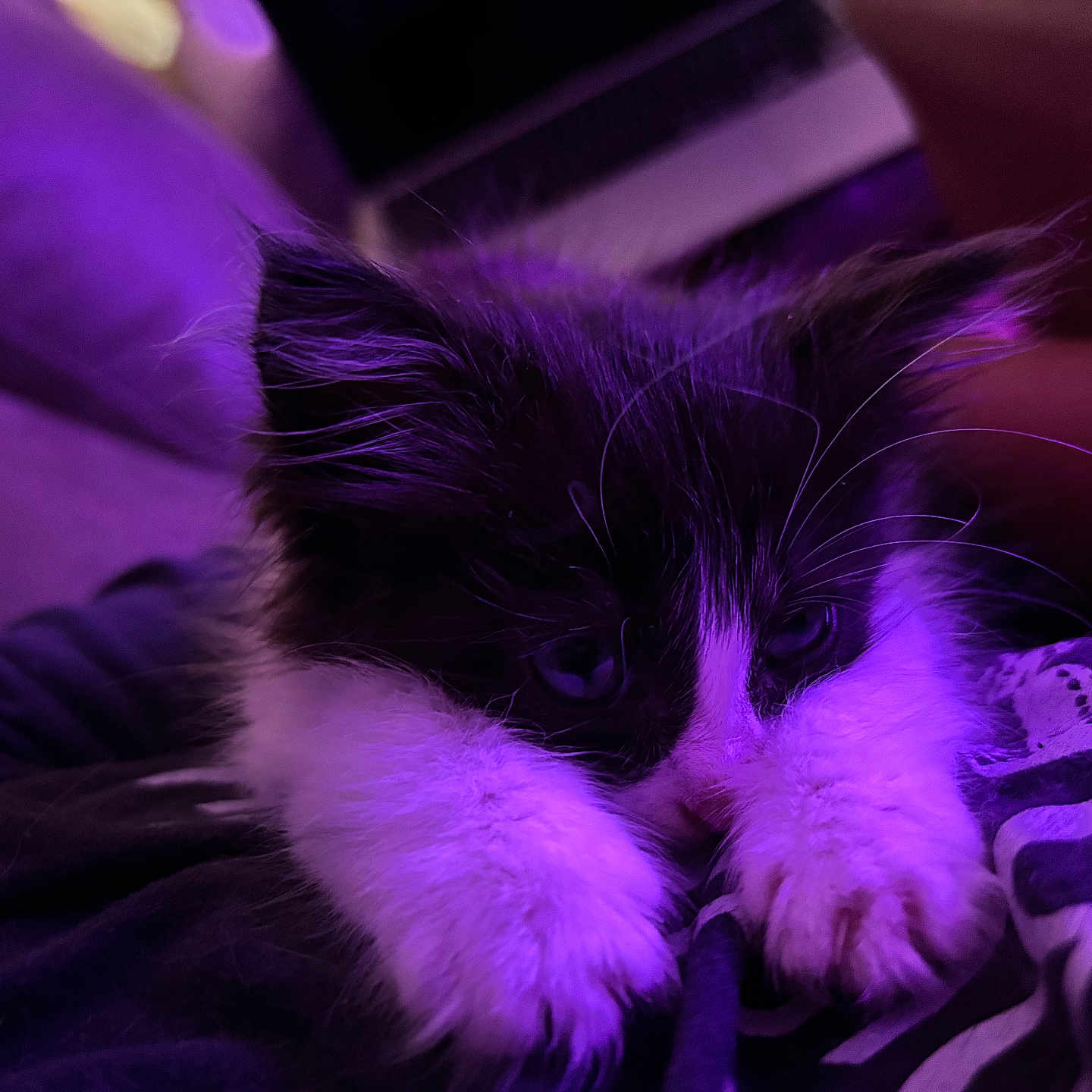 Espeon