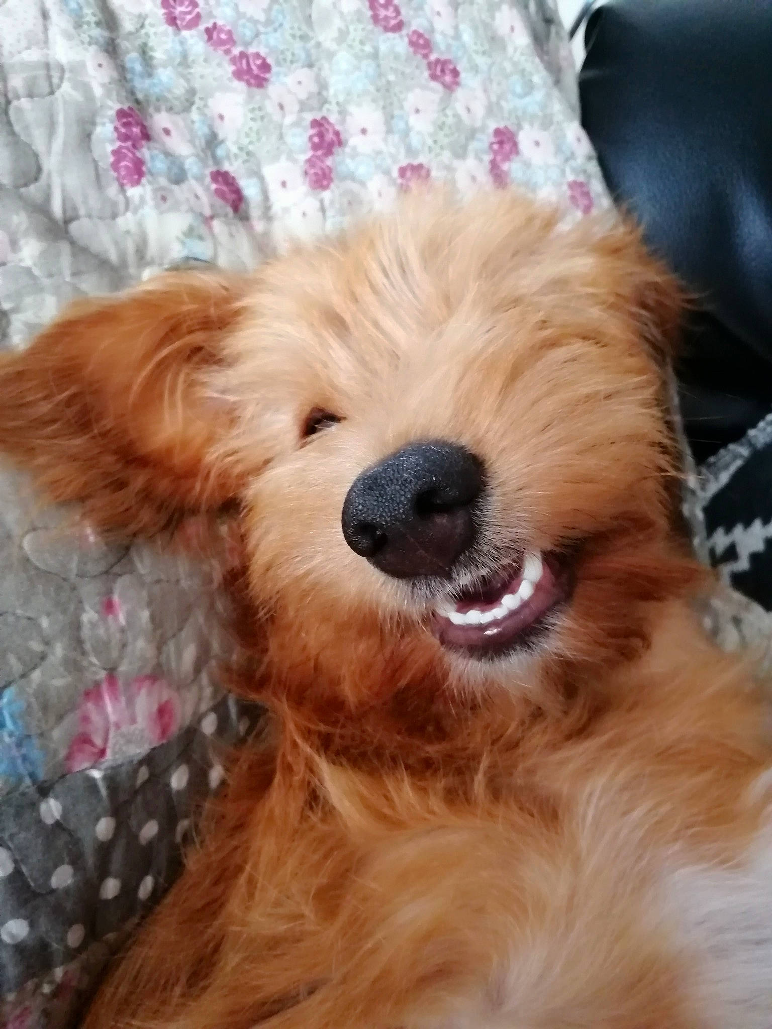 Poupette a rejoint le concours — aidez-le/la à gagner de superbes lots ! canidae, carnivore, cavapoo, companion_dog, dog, dog_breed, dutch_smoushond, ear, fur, goldendoodle, irish_soft_coated_wheaten_terrier, mammal, poodle_crossbreed, puppy, puppy_love, rare_breed_dog, schnoodle, snout, sporting_group, terrier