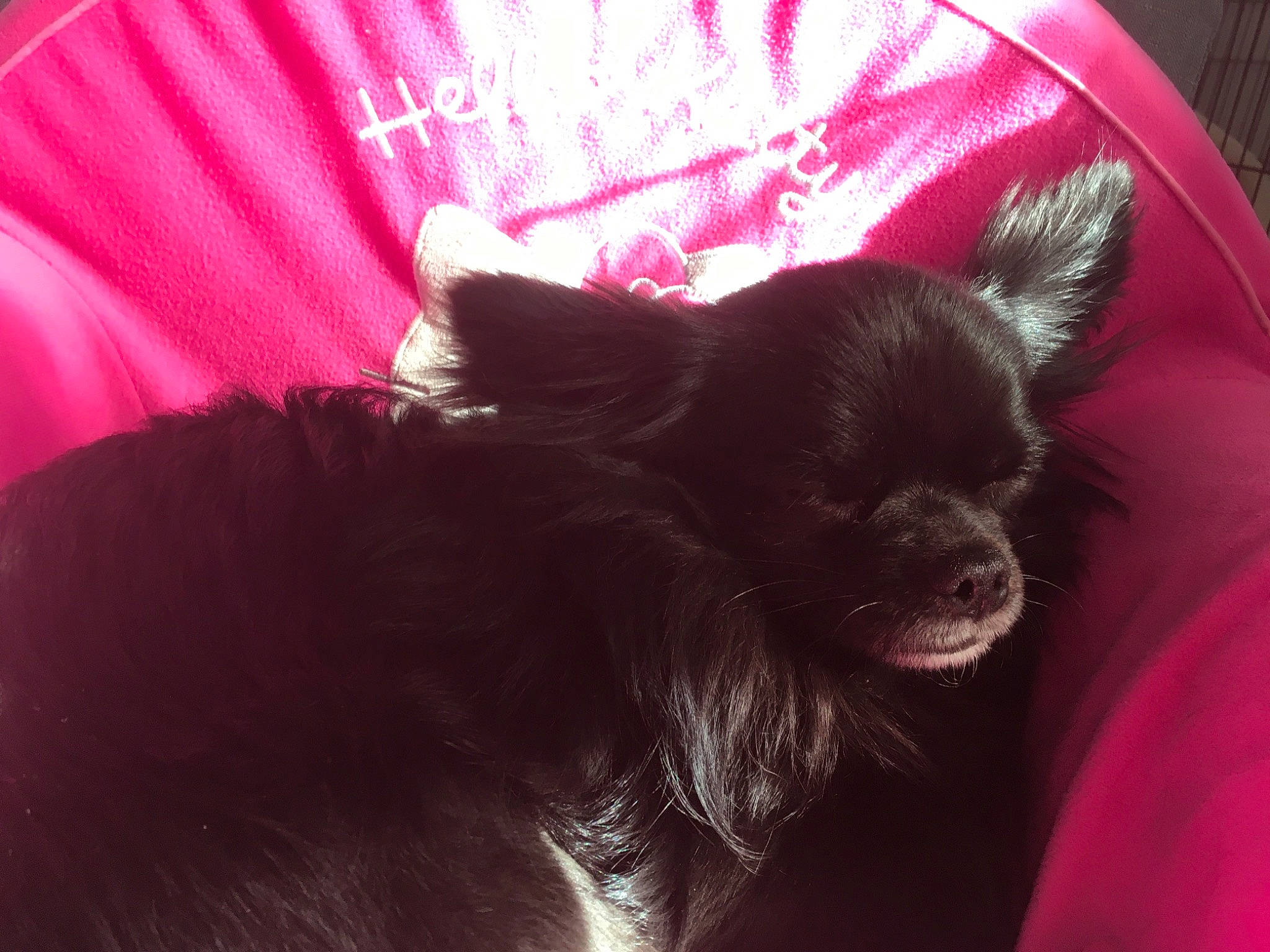 Ooper a rejoint le concours — aidez-le/la à gagner de superbes lots ! carnivore, comfort, companion_dog, dog, dog_breed, ear, eye, fawn, felidae, fur, liver, magenta, pink, small_to_medium_sized_cats, snout, sporting_group, tints_and_shades, toy_dog, whiskers, working_animal