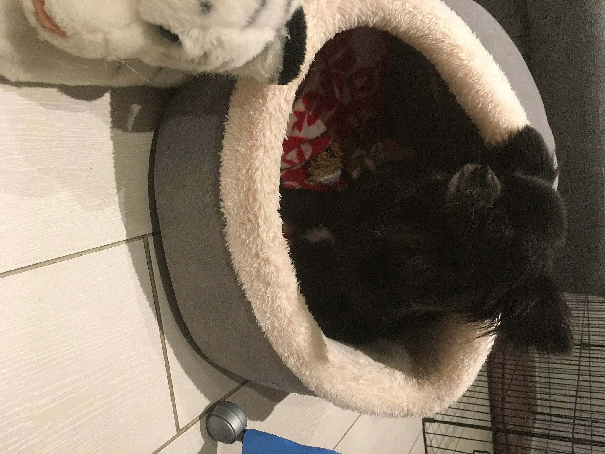 Ooper participe au concours pour gagner de l'argent avec cette photo : canidae, carmine, carnivore, cat, cat_supply, collar, companion_dog, dog_breed, domestic_short_haired_cat, fawn, felidae, fur, headgear, pet_supply, small_to_medium_sized_cats, snout, sporting_group, tail, whiskers, window