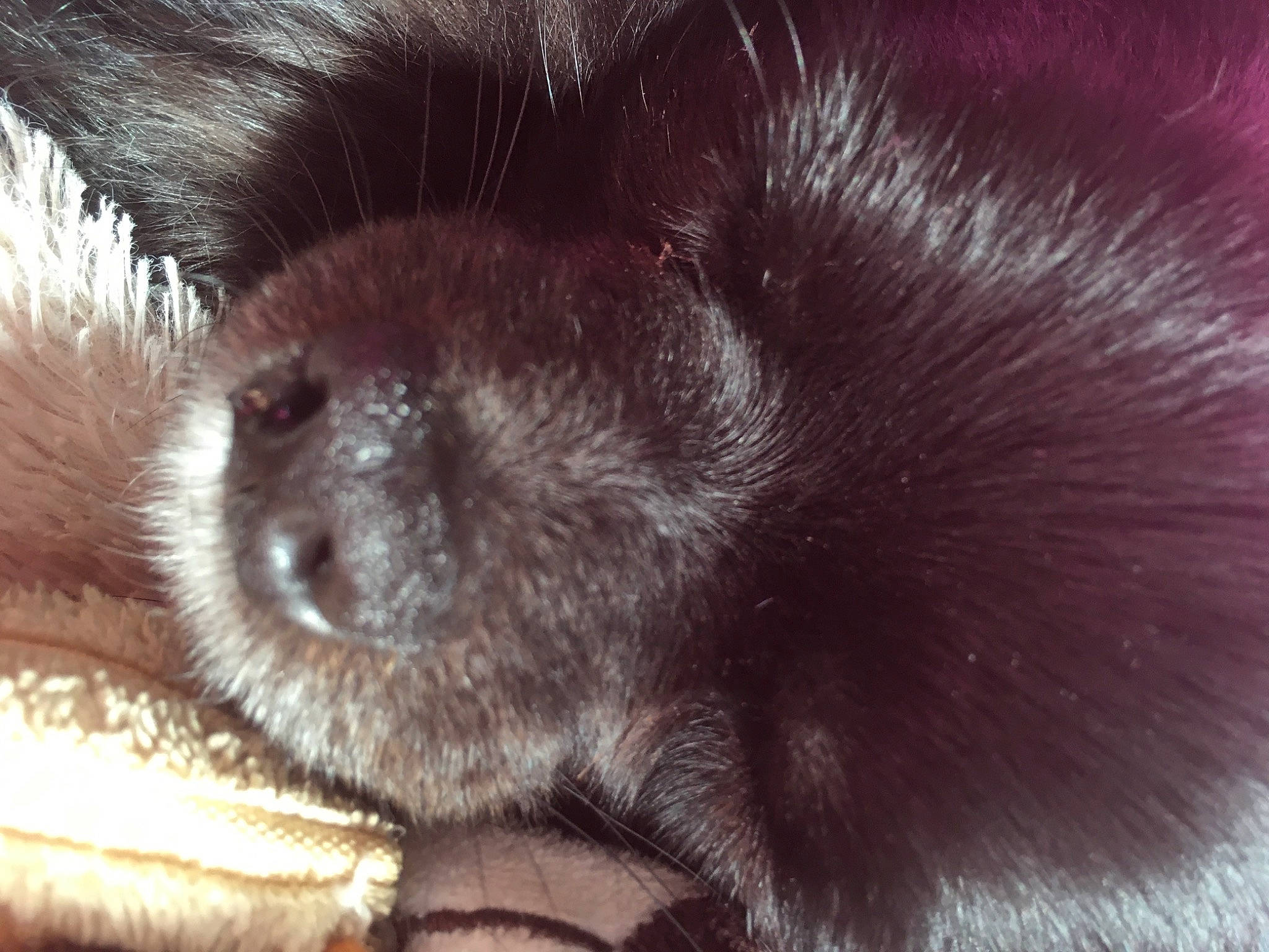 Ooper a rejoint le concours — aidez-le/la à gagner de superbes lots ! canidae, carnivore, claw, close_up, comfort, companion_dog, corgi_chihuahua, dog, dog_breed, fawn, foot, fur, liver, paw, snout, sporting_group, tail, terrestrial_animal, whiskers, working_animal