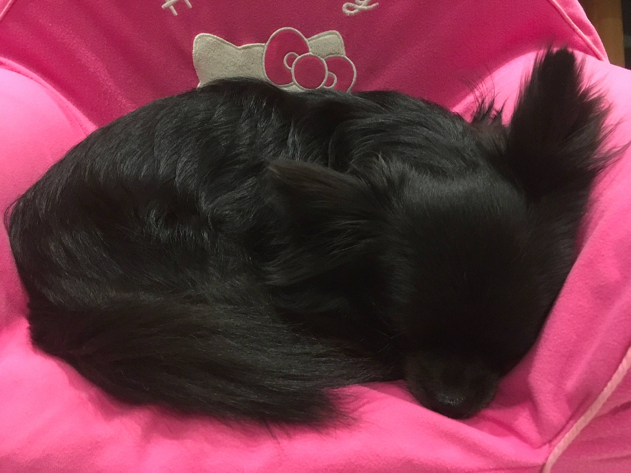 Ooper a rejoint le concours — aidez-le/la à gagner de superbes lots ! bed, canidae, carnivore, comfort, companion_dog, dog, dog_breed, ear, felidae, fur, liver, magenta, mammal, pink, small_to_medium_sized_cats, snout, sporting_group, tail, toy_dog, whiskers