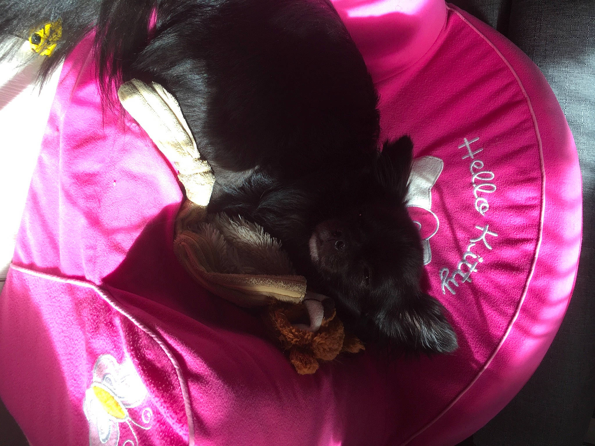 Ooper a rejoint le concours — aidez-le/la à gagner de superbes lots ! black_cat, carmine, carnivore, cat, cat_supply, comfort, companion_dog, dog_breed, ear, fawn, felidae, fur, linens, magenta, pink, purple, small_to_medium_sized_cats, snout, tail, whiskers