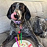 dog, birthday_cake, candles, licking, tongue, collar, tags, couch, indoor, celebration, sprinkles, plate, pet, animal, brown_eyes, speckled_fur, resting, closeup, cute, happy