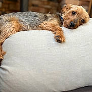 Jasmine is registered to the contest to win money with this photo: dog, small_dog, lying_down, relaxed, cushion, tan_fur, gray_fur, pet, indoor, resting, close_up, cute, sleepy, soft_texture, cozy, furniture, home, portrait, animal, companion