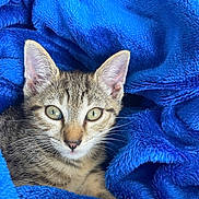 Aïko a rejoint le concours — aidez-le/la à gagner de superbes lots ! cat, kitten, tabby, animal, pet, fur, whiskers, ears, eyes, blanket, blue, cozy, soft, closeup, cute, indoor, resting, young, feline, portrait