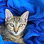 cat, kitten, tabby, animal, pet, fur, whiskers, ears, eyes, blanket, blue, cozy, soft, closeup, cute, indoor, resting, young, feline, portrait