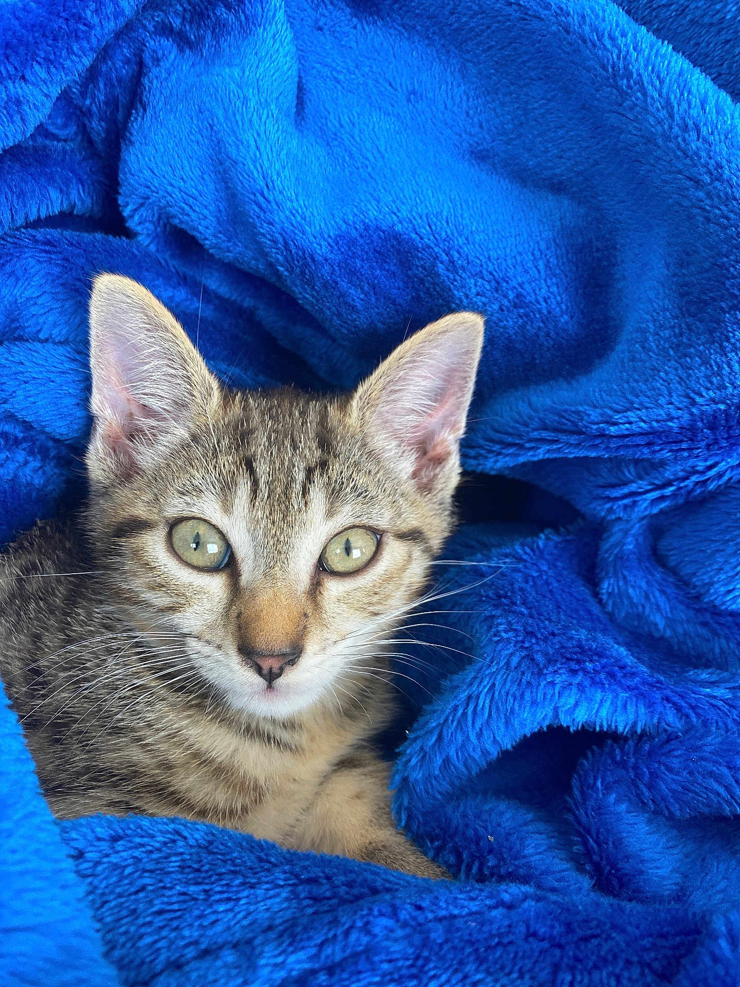 Aïko a rejoint le concours — aidez-le/la à gagner de superbes lots ! cat, kitten, tabby, animal, pet, fur, whiskers, ears, eyes, blanket, blue, cozy, soft, closeup, cute, indoor, resting, young, feline, portrait