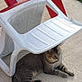 animal, cat, concrete, daytime, feline, grass, nature, outdoor, paw, pet, plastic_chair, quiet, red_chair, relaxed, resting, shade, sunlight, tabby_cat, tail, white_chair