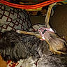 Ziggy is registered to the contest to win money with this photo: animal, blanket, brown, canine, comfort, companion, cozy, cute, cute_pet, dog, fur, gray, harness, indoor, pet, pillow, relaxed, resting, sleeping, snuggling