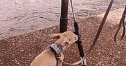 Ziggy joined the competition — help win amazing prizes! animal, concrete, curious, daytime, dog, fishing_rod, food, harness, leash, nature, outdoor, pet, pier, plate, puppy, recreation, shoe, small_dog, texture, water