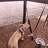 animal, concrete, curious, daytime, dog, fishing_rod, food, harness, leash, nature, outdoor, pet, pier, plate, puppy, recreation, shoe, small_dog, texture, water