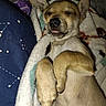 dog, puppy, sleeping, blanket, cozy, cute, tongue_out, fur, paw, resting, indoors, close_up, pet, animal, snuggled, relaxed, comfort, warm, soft, adorable