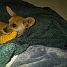 animal, blanket, chihuahua, comfort, cozy, cute, dog, ears, fur, indoor, lying_down, pet, playful, relaxed, sleepy, small_dog, snout, soft, toy, warm