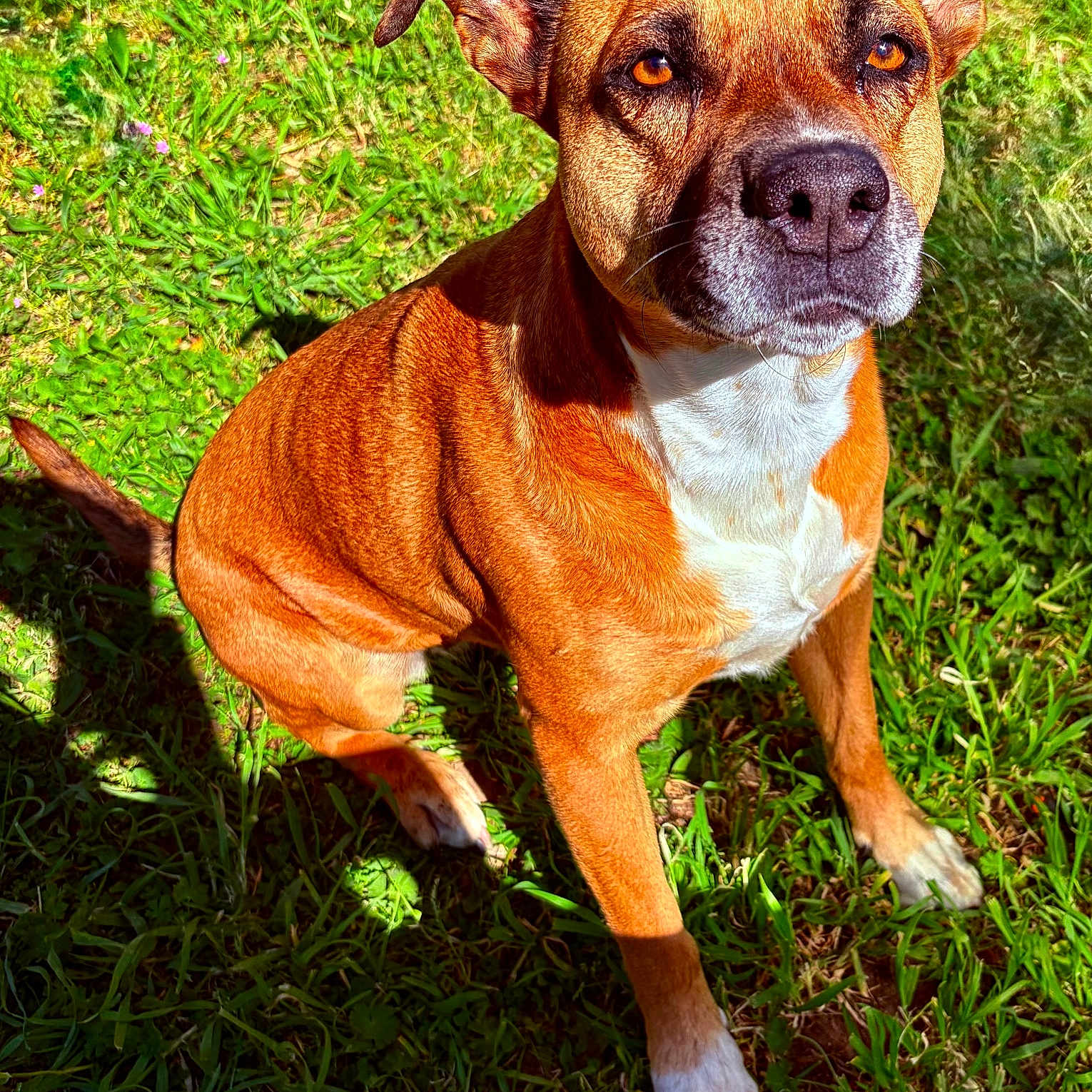 Nala Et Tyako participe au concours pour gagner de l'argent avec cette photo : dog, brown, white, grass, sunlight, outdoor, pet, animal, sitting, shadow, ears, face, paw, nature, canine, alert, daylight, fur, closeup, portrait