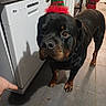Nala Et Tyako a rejoint le concours — aidez-le/la à gagner de superbes lots ! dog, rottweiler, elf_hat, holiday, christmas, kitchen, floor, dishwasher, hand, pointing, decoration, santa, tile_floor, indoor, pet, black_dog, brown_markings, animal, festive, cute