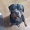 Nala Et Tyako a rejoint le concours — aidez-le/la à gagner de superbes lots ! rottweiler, dog, pet, animal, indoor, floor, brown, black, canine, looking_up, sitting, portrait, mammal, cute, companion, fur, ears, nose, paw, expression