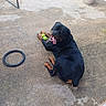 rottweiler, dog, tennis_balls, concrete_floor, tongue_out, playful, black_dog, outdoor, pet, paw, animal, lying_down, happy, canine, toy, pet_toys, fur, muzzle, ears, tail