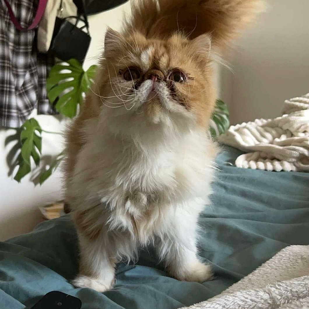 Uggy a rejoint le concours — aidez-le/la à gagner de superbes lots ! accessories, angora, animal, bag, bed, bedroom, blanket, canine, cat, cushion, furniture, handbag, homedecor, indoors, kitten, pet, pillow, quilt, room, snout