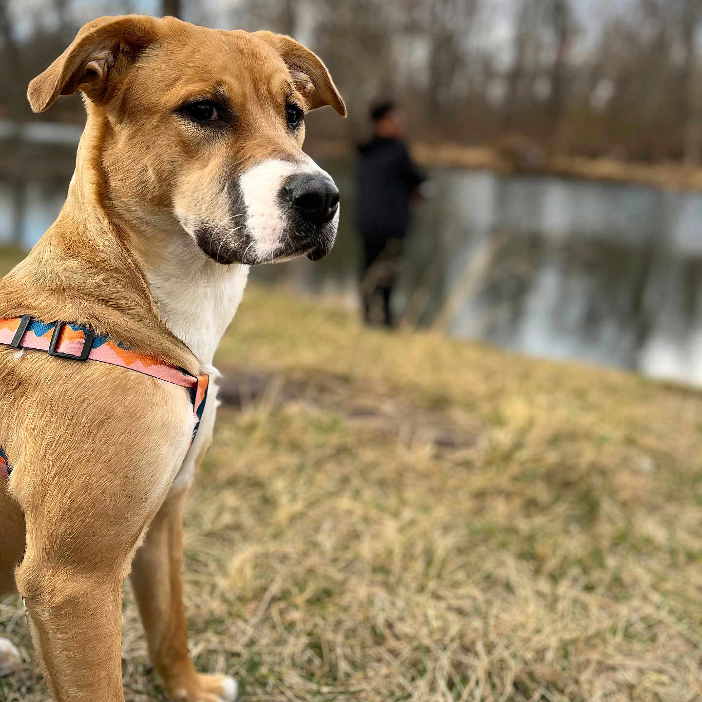 Daisy is registered to the contest to win money with this photo: animal, blurred_background, brown, canine, daytime, dog, field, grass, harness, lake, looking, nature, outdoor, person, pet, portrait, standing, tree, water, white