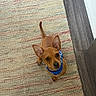 Tito is registered to the contest to win money with this photo: alert, animal, blue_collar, brown_dog, canine, cute, dog, domestic_animal, ears, floor, indoor, looking_up, pet, puppy, rug, small_dog, striped_rug, waiting, wooden_floor, young_dog