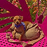 Tito joined the competition — help win amazing prizes! animal, bag, bench, blue_harness, brown_dog, colorful, daytime, dog, flower_field, flowers, garden, nature, outdoor, pet, pink_bench, relaxed, scenic, sitting, small_dog, sunny