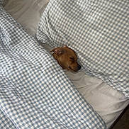 Tito is registered to the contest to win money with this photo: animal, bed, blanket, brown_dog, checkered_pattern, comfort, cozy, cute, dog, domestic_animal, fur, indoor, peaceful, pet, pillow, relaxation, resting, sleeping, snug, soft_fabric