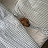 animal, bed, blanket, brown_dog, checkered_pattern, comfort, cozy, cute, dog, domestic_animal, fur, indoor, peaceful, pet, pillow, relaxation, resting, sleeping, snug, soft_fabric