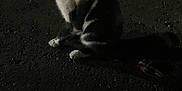 Batman joined the competition — help win amazing prizes! cat, black_and_white, animal, night, dark, pavement, sitting, curious, shadow, whiskers, fur, outdoor, pet, mammal, alert, quiet, alone, street, looking_up, nocturnal