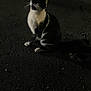 cat, black_and_white, animal, night, dark, pavement, sitting, curious, shadow, whiskers, fur, outdoor, pet, mammal, alert, quiet, alone, street, looking_up, nocturnal