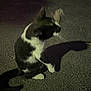 cat, black_and_white, night, outdoor, shadow, animal, feline, pavement, texture, sitting, dark, blurred, whiskers, tail, fur, street, alone, quiet, no_people, dim_light