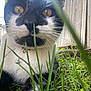 cat, black_and_white, grass, outdoor, fence, tree_trunk, collar, bell, curious, close_up, pet, animal, nature, daylight, whiskers, ears, yellow_eyes, ground, fur, relaxed
