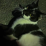Batman is registered to the contest to win money with this photo: cat, black_and_white, whiskers, yellow_eyes, curious, animal, pet, feline, closeup, face, fur, portrait, looking_up, night, dim_light, texture, outdoor, alert, mammal, domestic