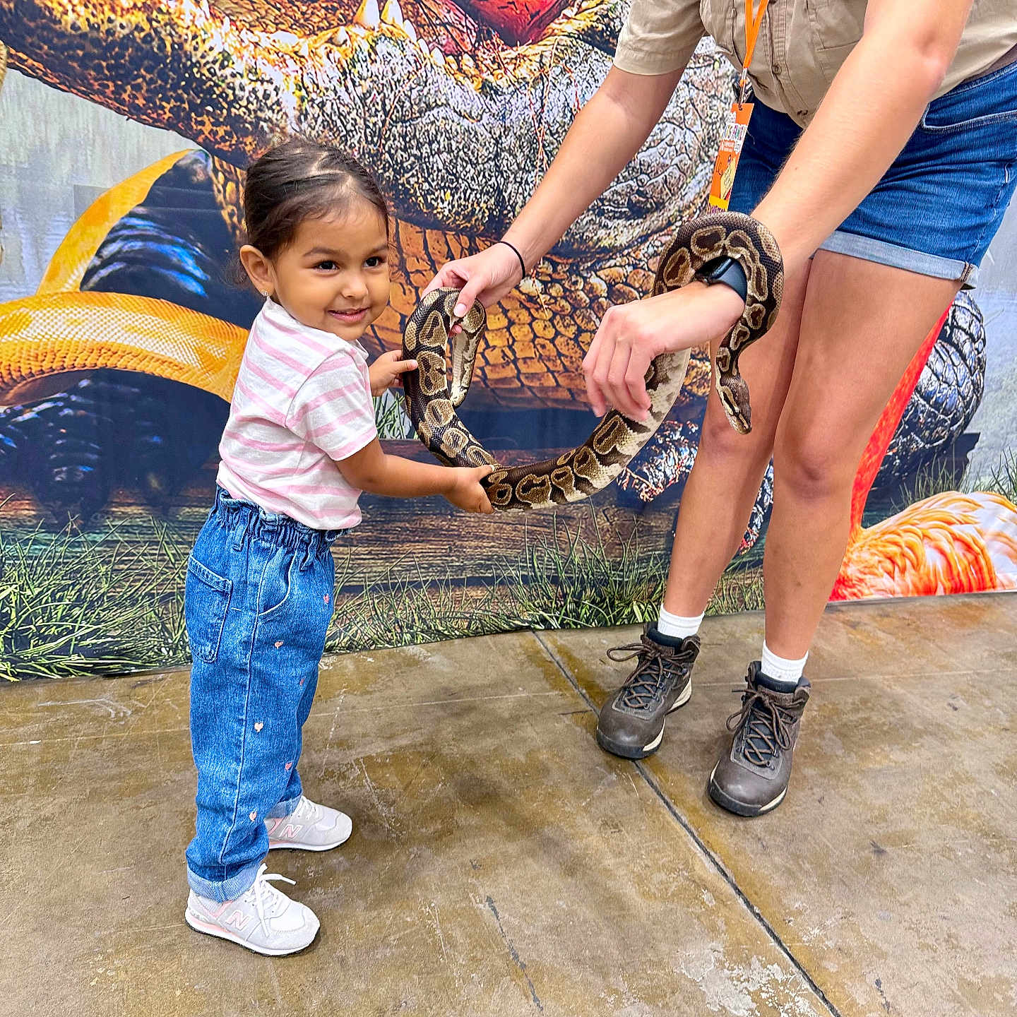Alayna is registered to the contest to win money with this photo: adult, animal, backdrop, bracelet, casual_clothing, child, concrete_floor, curious, girl, holding, indoor, interaction, jeans, reptile, shorts, smiling, snake, sneakers, tshirt, watch