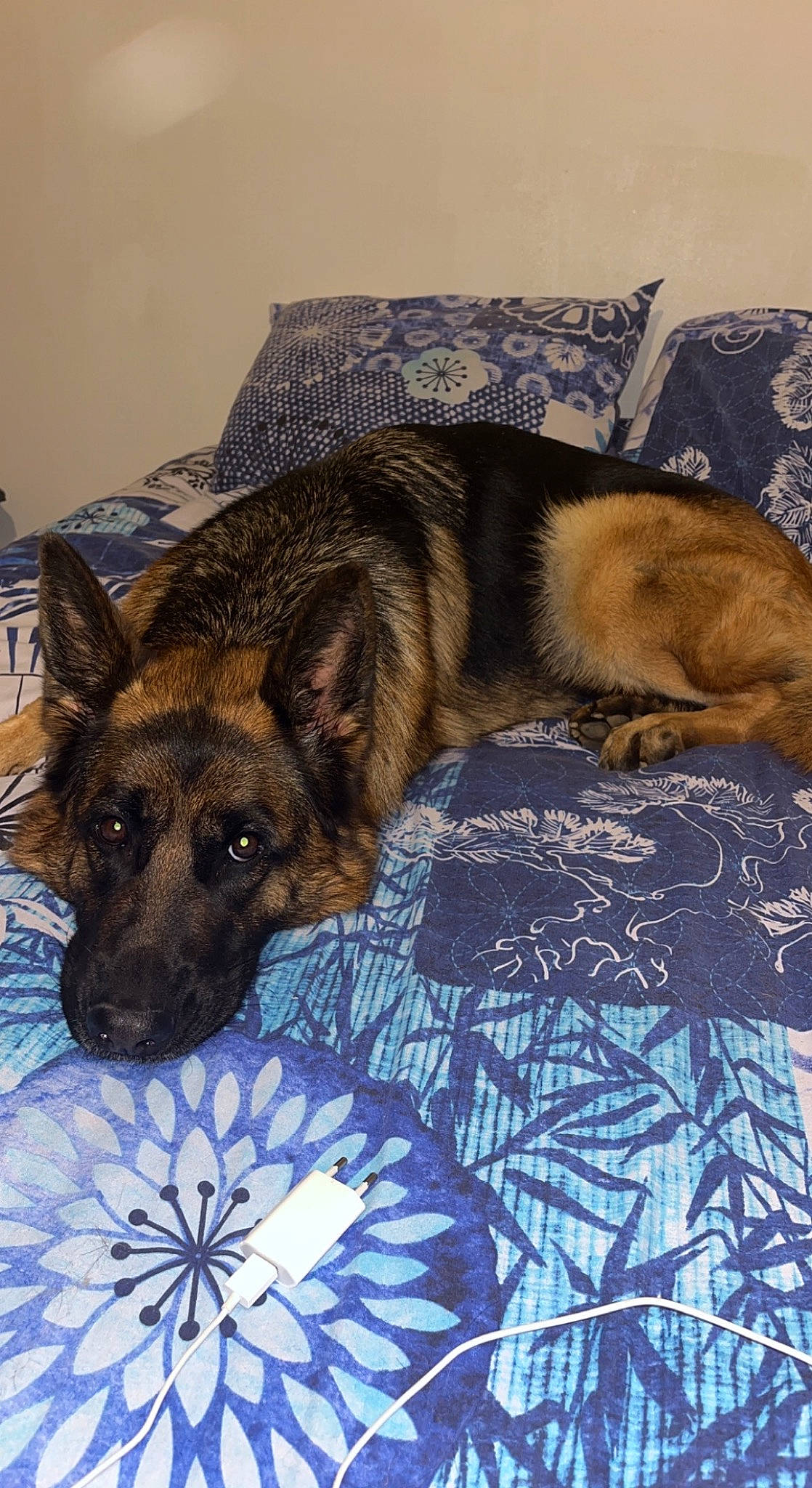 Rikka a rejoint le concours — aidez-le/la à gagner de superbes lots ! blue, canidae, carnivore, comfort, companion_dog, dog, dog_breed, dog_supply, fawn, flooring, fur, german_shepherd_dog, linens, pattern, paw, snout, sporting_group, terrestrial_animal, whiskers, working_animal