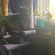 Lil Man joined the competition — help win amazing prizes! animal, black_cat, cat, cat_tree, cozy, domestic, furniture, green, home, houseplant, indoor, pet, potted_plant, purple, relaxing, rope, shadow, sunlight, window, yellow_eyes