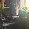 animal, black_cat, cat, cat_tree, cozy, domestic, furniture, green, home, houseplant, indoor, pet, potted_plant, purple, relaxing, rope, shadow, sunlight, window, yellow_eyes