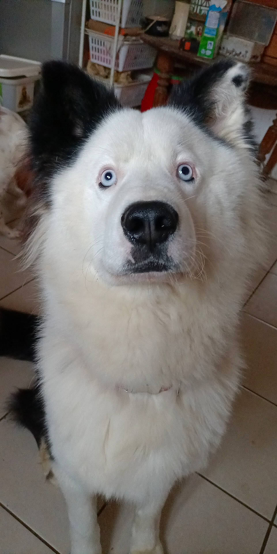 Tyroshi participe au concours pour gagner de l'argent avec cette photo : ancient_dog_breeds, canidae, canis, carnivore, collar, companion_dog, dog, dog_breed, dog_collar, fawn, fur, non_sporting_group, puppy, sled_dog, snout, sporting_group, terrestrial_animal, whiskers, working_animal, working_dog