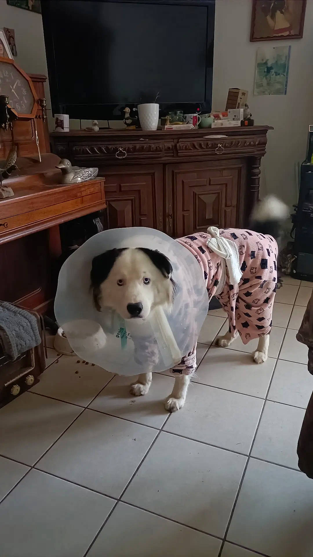 Tyroshi a rejoint le concours — aidez-le/la à gagner de superbes lots ! cable_television, carnivore, comfort, companion_dog, dog, dog_breed, dog_supply, floor, flooring, hardwood, home_appliance, lamp, living_room, pet_supply, snout, sporting_group, television, television_set, wood, working_animal