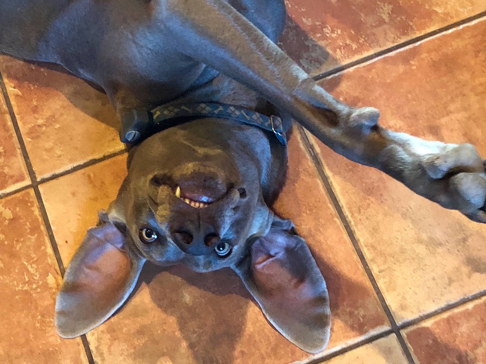 Beaux is registered to the contest to win money with this photo: art, bat, bicycle_saddle, butterfly, cartilaginous_fish, electric_blue, fawn, flooring, foot, hardwood, insect, marine_mammal, metal, musical_instrument, snout, terrestrial_animal, wildlife, wing, wood, working_animal